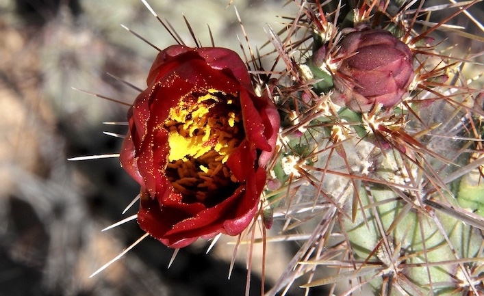 Cylindropuntia acanthocarpa