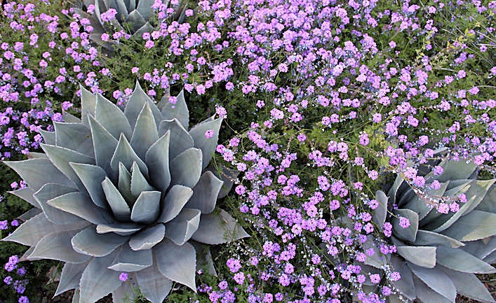 Desert Botanical Garden