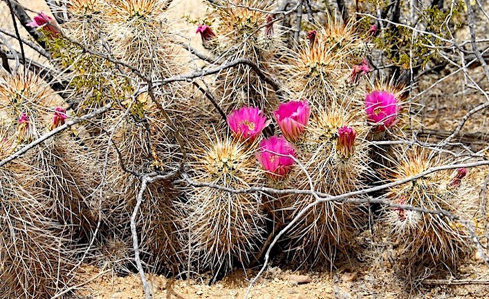 Echinocereus engelmanii